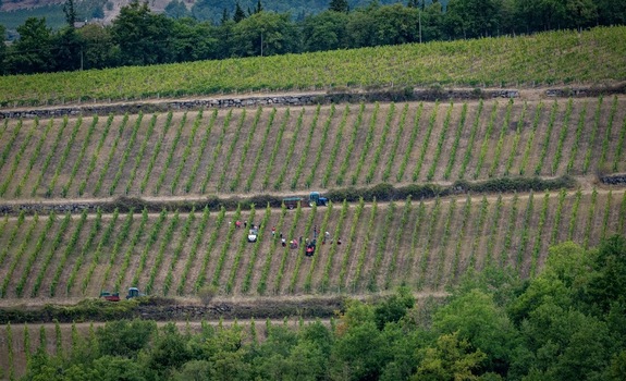 Aerial view of terraced vineyards with workers tractors and stone walls on a hillside Greve in Chianti Tuscany Italy. Aerial view of terraced vineyards with workers tractors and stone walls on a hillside Greve in Chianti Tuscany Italy.