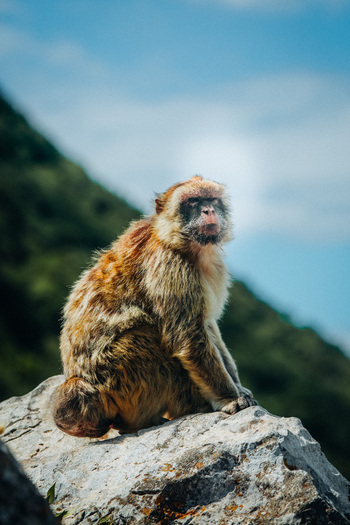 View of a Barbary macaque perched atop a weathered rock with the green slopes rising behind against a backdrop of a bright blue sky Gibraltar Gibraltar. View of a Barbary macaque perched atop a weathered rock with the green slopes rising behind against a backdrop of a bright blue sky Gibraltar Gibraltar.