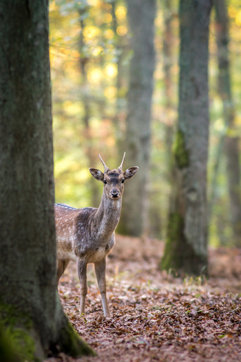 View of a young fallow deer standing in a forest with autumn leaves on the ground in Debrzno Pomeranian Voivodeshi Poland. View of a young fallow deer standing in a forest with autumn leaves on the ground in Debrzno Pomeranian Voivodeshi Poland.