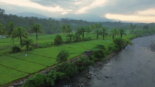 Aerial view of Taba Tembilang rice fields in Arga Makmur Indonesia. Aerial view of Taba Tembilang rice fields in Arga Makmur Indonesia.