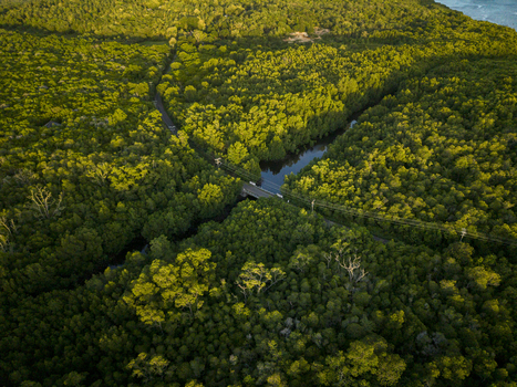Aerial view of lush mangrove forests intersected by a narrow waterway and a bridge cutting through the landscape Karimunjawa Central Java Indonesia.