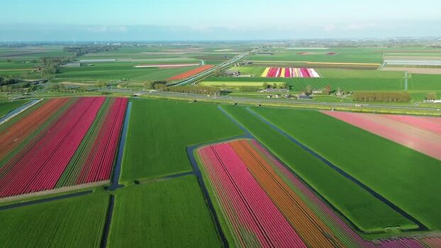 Aerial view of tulip fields Netherlands.