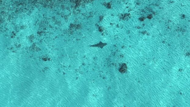 Aerial view of a shark swimming in turquoise water Maldives. Aerial view of a shark swimming in turquoise water Maldives.