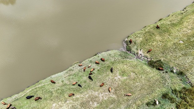 Aerial view of cattle grazing on a lush green riverbank next to calm murky water under bright daylight Bloemfontein Free State South Africa. Aerial view of cattle grazing on a lush green riverbank next to calm murky water under bright daylight Bloemfontein Free State South Africa.