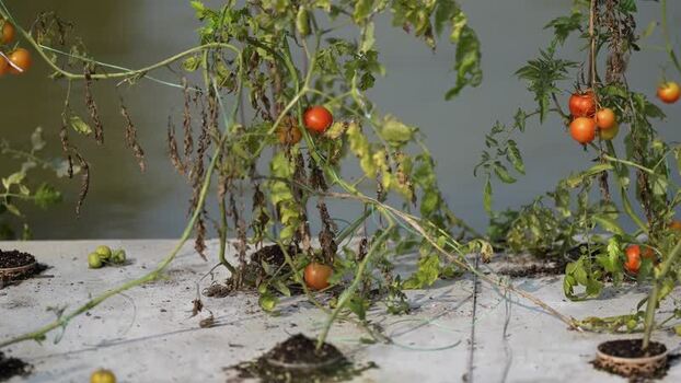 View of tomato plants growing in an urban farm setup India.