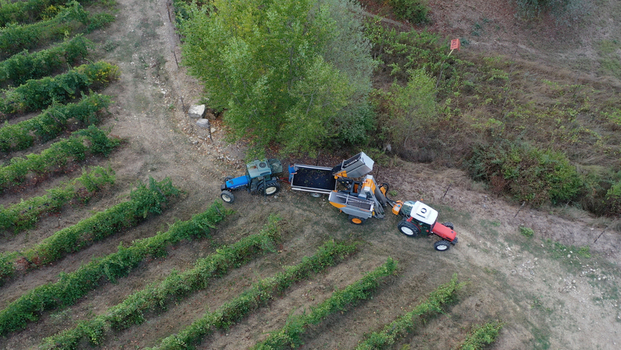Aerial view of tractors and harvesting machinery working between rows of lush green vines in a vineyard in Greve in Chianti Tuscany Italy. Aerial view of tractors and harvesting machinery working between rows of lush green vines in a vineyard in Greve in Chianti Tuscany Italy.