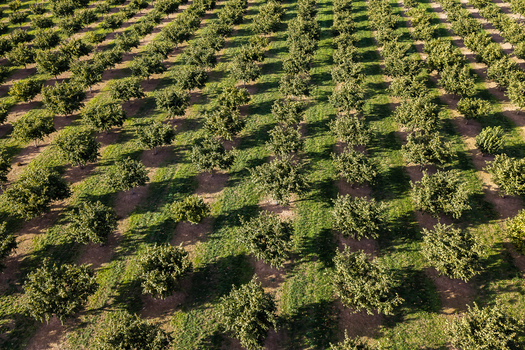 Aerial view of a hazelnut farm with neat rows of trees planted in green grass under bright sunlight in Woodburn Oregon United States. Aerial view of a hazelnut farm with neat rows of trees planted in green grass under bright sunlight in Woodburn Oregon United States.