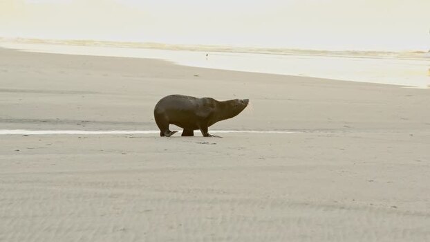View of a seal pup on Wharariki Beach New Zealand. View of a seal pup on Wharariki Beach New Zealand.