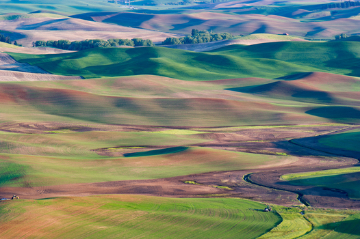 View of the rolling hills of the Palouse region with vibrant green and brown fields under soft light in Whitman County Washington United States.