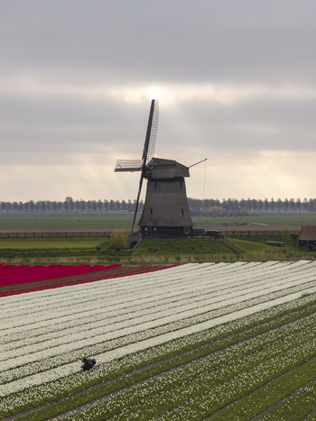 Aerial view of the historic windmill in Schermerhorn surrounded by vibrant red and white tulip fields under a cloudy sky in Schermerhorn North Holland Netherlands. Aerial view of the historic windmill in Schermerhorn surrounded by vibrant red and white tulip fields under a cloudy sky in Schermerhorn North Holland Netherlands.