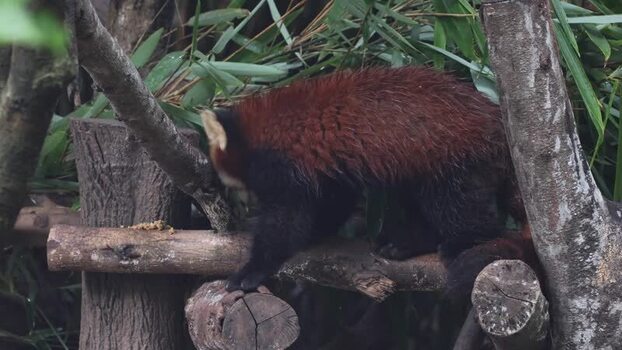 View of a red panda at Chengdu Research Base China. View of a red panda at Chengdu Research Base China.