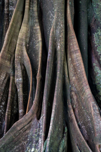 View of the intricate textured buttress roots of a large tropical tree in the rainforest of Costa Rica.