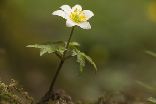 View of a delicate white wood anemone flower with yellow stamens and dew drops on its petals growing from mossy soil in Cambridgeshire United Kingdom.