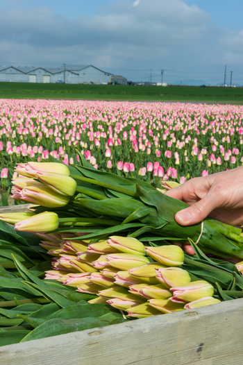 View of a hand holding a bunch of fresh pink tulips in a field with a farm building in the background in La Conner Washington United States.