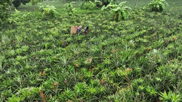 Aerial view of workers in a pineapple plantation Bangladesh.