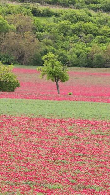 Aerial view of a lone tree in a red flower field Czechia.