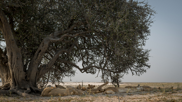 View of a pride of lions resting in the shade of a large tree on the savanna in Kenya Africa.