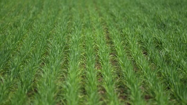 View of green crops growing in neat rows in a field India.
