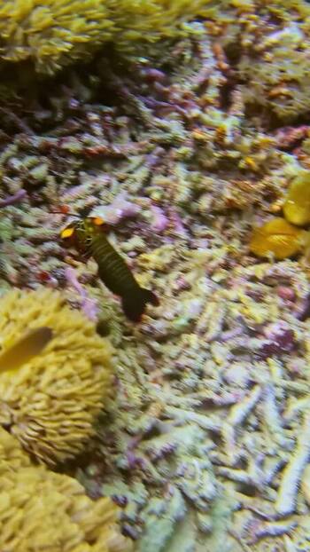View of a mantis shrimp on a coral reef in Indonesia. View of a mantis shrimp on a coral reef in Indonesia.