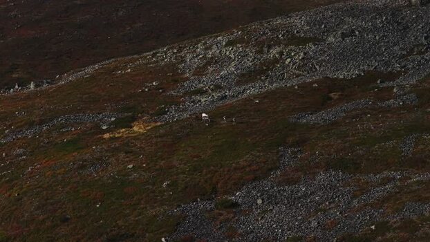 Aerial view of reindeer on Ounastunturi hillside Finland. Aerial view of reindeer on Ounastunturi hillside Finland.