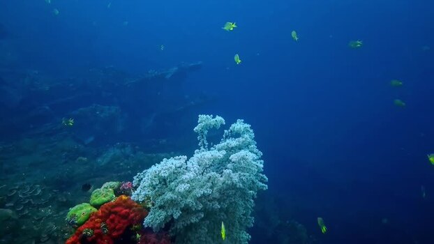 View of colorful coral reef and tropical fish in Bali Indonesia.