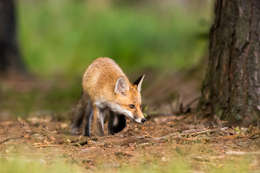View of a young red fox walking on the forest floor with pine trees in the background in Debrzno Pomeranian Voivodeship Poland. View of a young red fox walking on the forest floor with pine trees in the background in Debrzno Pomeranian Voivodeship Poland.