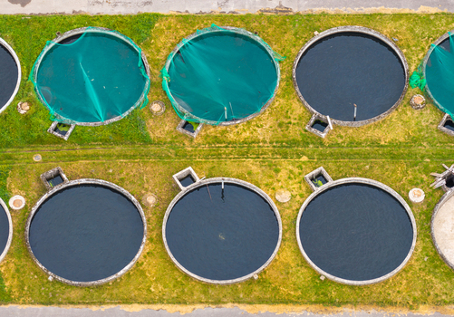 Aerial view of a trout aquaculture facility featuring multiple circular fish tanks some covered with green protective netting set within a grassy landscape in Pomeranian Voivodeship Poland. Aerial view of a trout aquaculture facility featuring multiple circular fish tanks some covered with green protective netting set within a grassy landscape in Pomeranian Voivodeship Poland.
