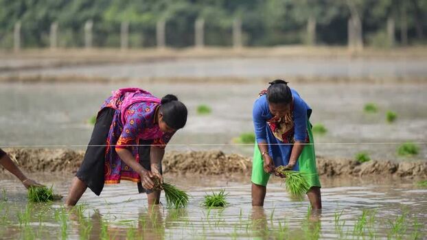 View of women planting rice seedlings in a paddy field Bangladesh. View of women planting rice seedlings in a paddy field Bangladesh.