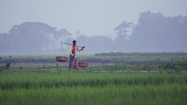 View of a farmer carrying baskets in a misty field Bangladesh. View of a farmer carrying baskets in a misty field Bangladesh.