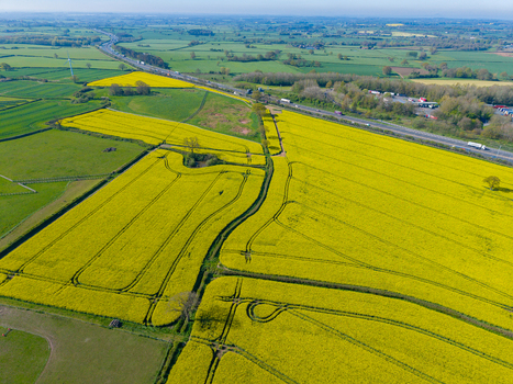 Aerial view of vibrant yellow rapeseed fields in the English countryside with a highway running through the landscape Stone England United Kingdom. Aerial view of vibrant yellow rapeseed fields in the English countryside with a highway running through the landscape Stone England United Kingdom.
