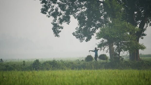 View of a farmer carrying grass in a misty field Bangladesh. View of a farmer carrying grass in a misty field Bangladesh.