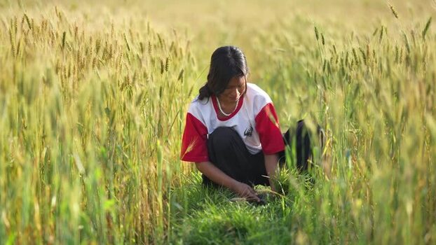View of a woman working in a wheat field in Dang Nepal.