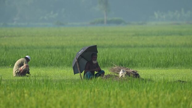 View of farmers working in a green field in Bogura Bangladesh.