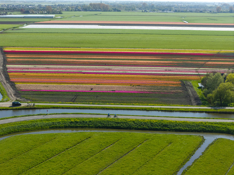 Aerial view of vibrant tulip fields in full bloom with colorful rows of flowers a canal and a cycling path in the Netherlands. Aerial view of vibrant tulip fields in full bloom with colorful rows of flowers a canal and a cycling path in the Netherlands.
