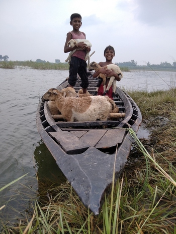 Kushtia Khulna Division Bangladesh 27 April 2020 View of two young boys standing in a wooden boat on the river holding lambs with other sheep on board. Kushtia Khulna Division Bangladesh 27 April 2020 View of two young boys standing in a wooden boat on the river holding lambs with other sheep on board.