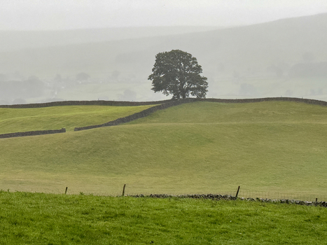 View of a lone tree standing on a ridge above dry stone walls and rolling green hills under a misty sky in the Yorkshire Dales Hawes England United Kingdom. View of a lone tree standing on a ridge above dry stone walls and rolling green hills under a misty sky in the Yorkshire Dales Hawes England United Kingdom.