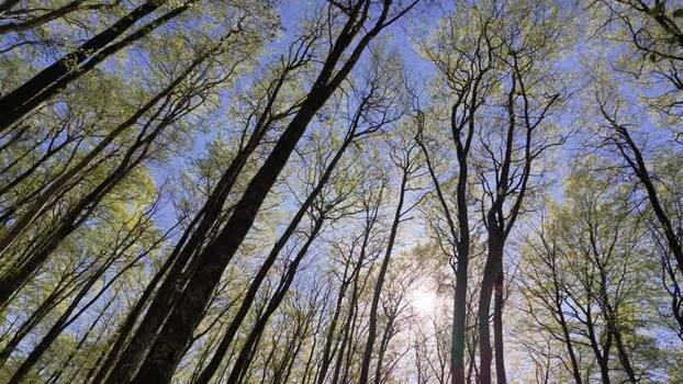 View of tall trees with green leaves against blue sky Sweden.