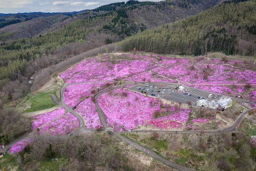 Aerial view of the vibrant pink moss phlox covering the rolling hills of Higashimokoto Shibazakura Park with winding roads and a parking lot in Ozora Hokkaido Japan. Aerial view of the vibrant pink moss phlox covering the rolling hills of Higashimokoto Shibazakura Park with winding roads and a parking lot in Ozora Hokkaido Japan.