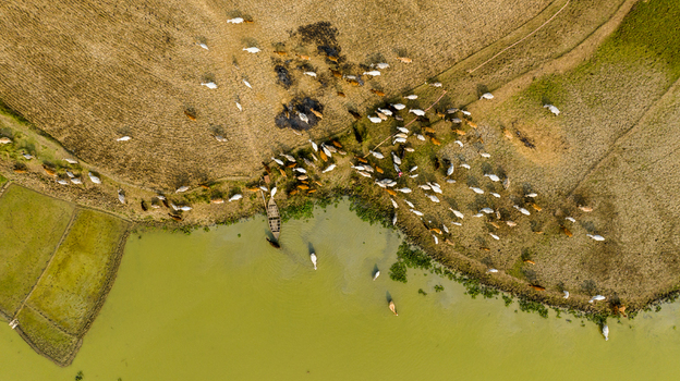 Aerial view of a herd of cattle grazing on the grassy riverbank near a small wooden boat moored in the water surrounded by fields in Chapai Nawabganj Rajshahi Division Bangladesh.