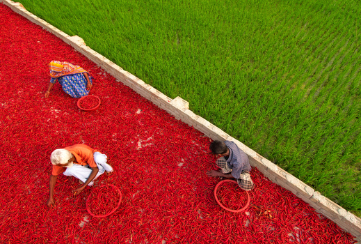 Bogura Bangladesh 13 March 2018 View of workers sorting and drying red chili peppers on a large drying floor next to a lush green rice field. Bogura Bangladesh 13 March 2018 View of workers sorting and drying red chili peppers on a large drying floor next to a lush green rice field.