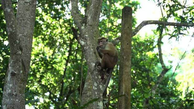 View of a toque macaque monkey sitting on a tree branch Sri Lanka. View of a toque macaque monkey sitting on a tree branch Sri Lanka.