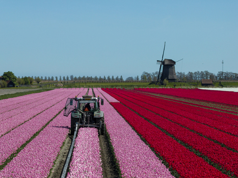 Aerial view of a tractor working in a vibrant field of pink and red tulips with a traditional windmill in the background under a clear blue sky in the Netherlands. Aerial view of a tractor working in a vibrant field of pink and red tulips with a traditional windmill in the background under a clear blue sky in the Netherlands.