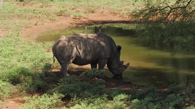 Aerial view of a rhino drinking at a waterhole South Africa.