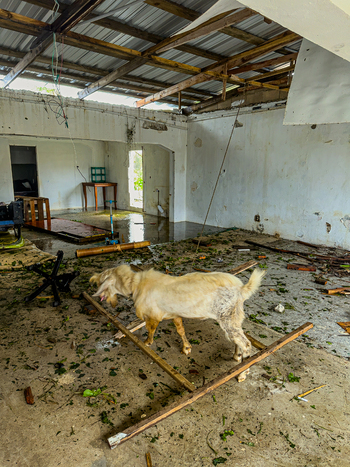 San Jose Tinian Northern Mariana Islands 06 July 2026 View of a goat standing inside a damaged building with debris scattered on the floor and a partially collapsed roof during typhoon Bavi. San Jose Tinian Northern Mariana Islands 06 July 2026 View of a goat standing inside a damaged building with debris scattered on the floor and a partially collapsed roof during typhoon Bavi.