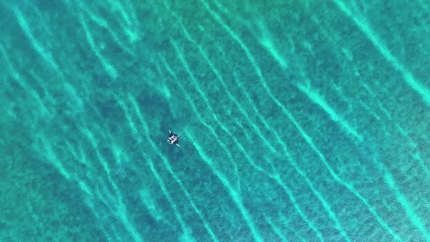 Aerial view of a manta ray swimming in clear water Maldives. Aerial view of a manta ray swimming in clear water Maldives.