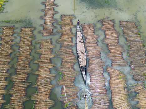 Natore Rajshahi Division Bangladesh 25 July 2026 Aerial view of a farmer in a wooden boat navigating through rows of jute stalks submerged in water for retting in rural Bangladesh.