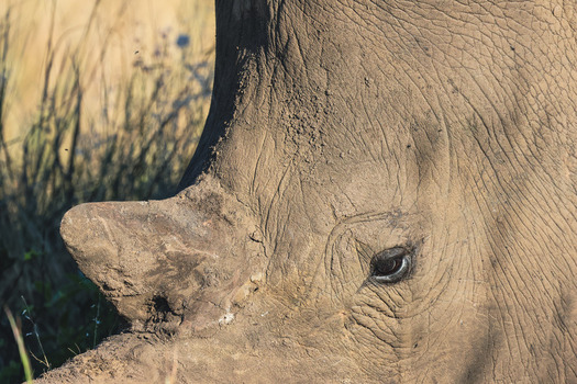 View of a close up of a rhinoceros head showing detailed wrinkled skin and a dark eye in the savanna of Waterberg District Municipality Limpopo South Africa. View of a close up of a rhinoceros head showing detailed wrinkled skin and a dark eye in the savanna of Waterberg District Municipality Limpopo South Africa.