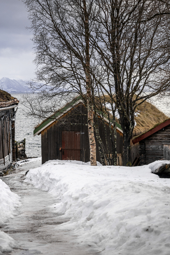View of traditional wooden cabins with sod roofs and bare birch trees in a snowy landscape Kvaloya Troms Norway. View of traditional wooden cabins with sod roofs and bare birch trees in a snowy landscape Kvaloya Troms Norway.