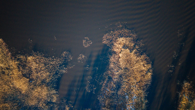 Aerial view of a scenic lake coastline with golden reed textures and rural autumn landscape in Burtnieki Valmiera Municipality Latvia.