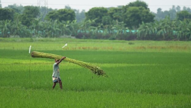 View of a farmer carrying a bundle of crops in a field Bangladesh.
